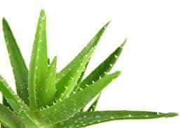 Aloe Vera - Home Remedies for Peeling Skin