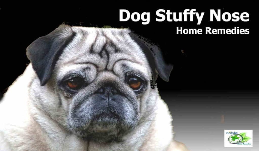 Home remedies for dog stuffy nose: Symptoms, Causes, Allergies, breathing troubles