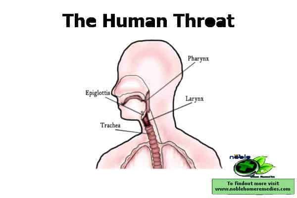 Throat Anatomy showing esophagus, windpipe (trachea), voice box (larynx), tonsils and epiglottis
