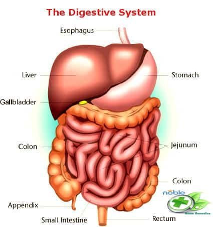 The Digestive System with Colon