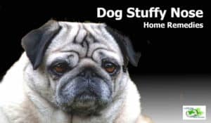 Dog Paws Red Between Toes Home Remedies: 5 Tips That Work